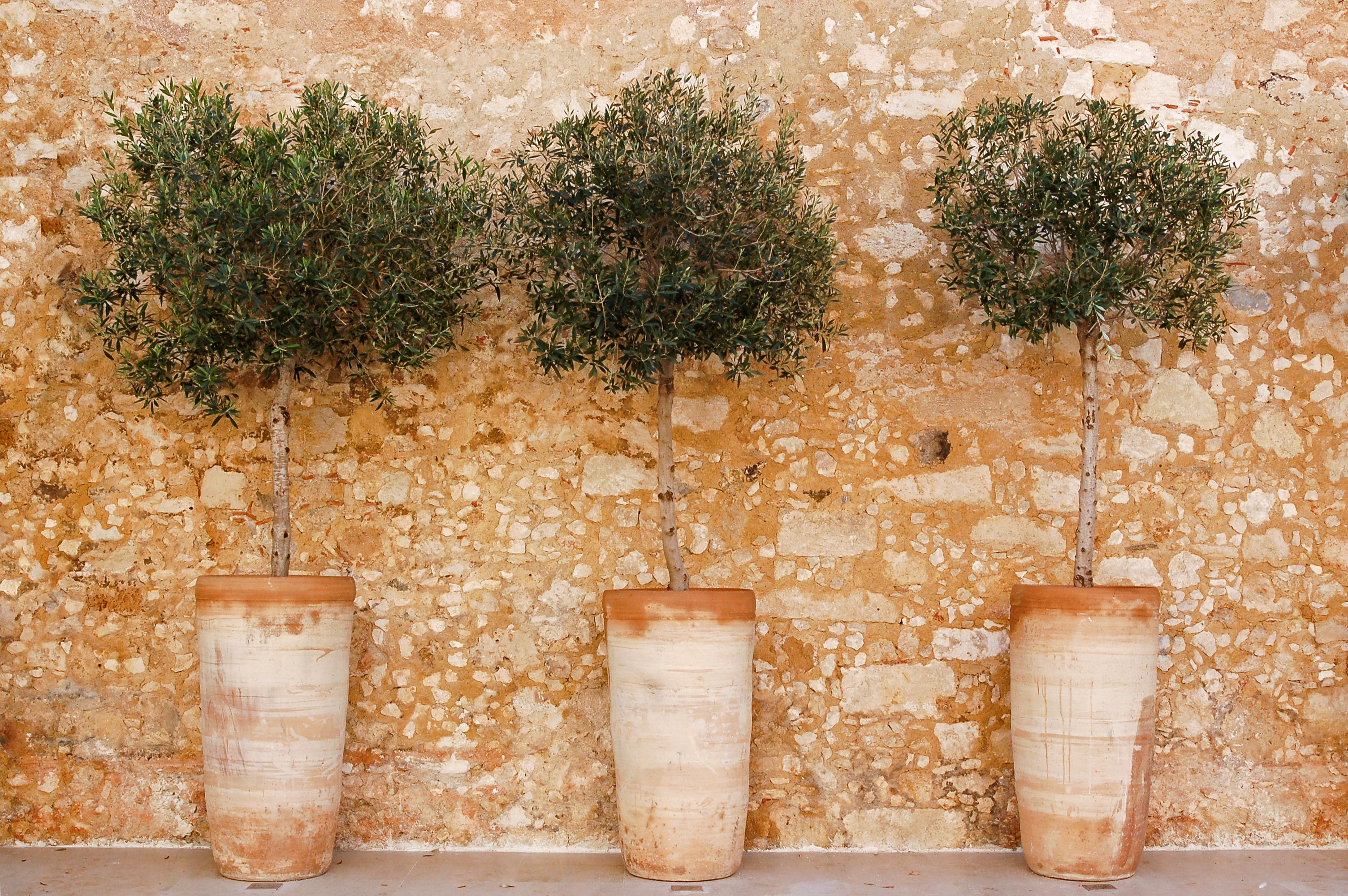plantas