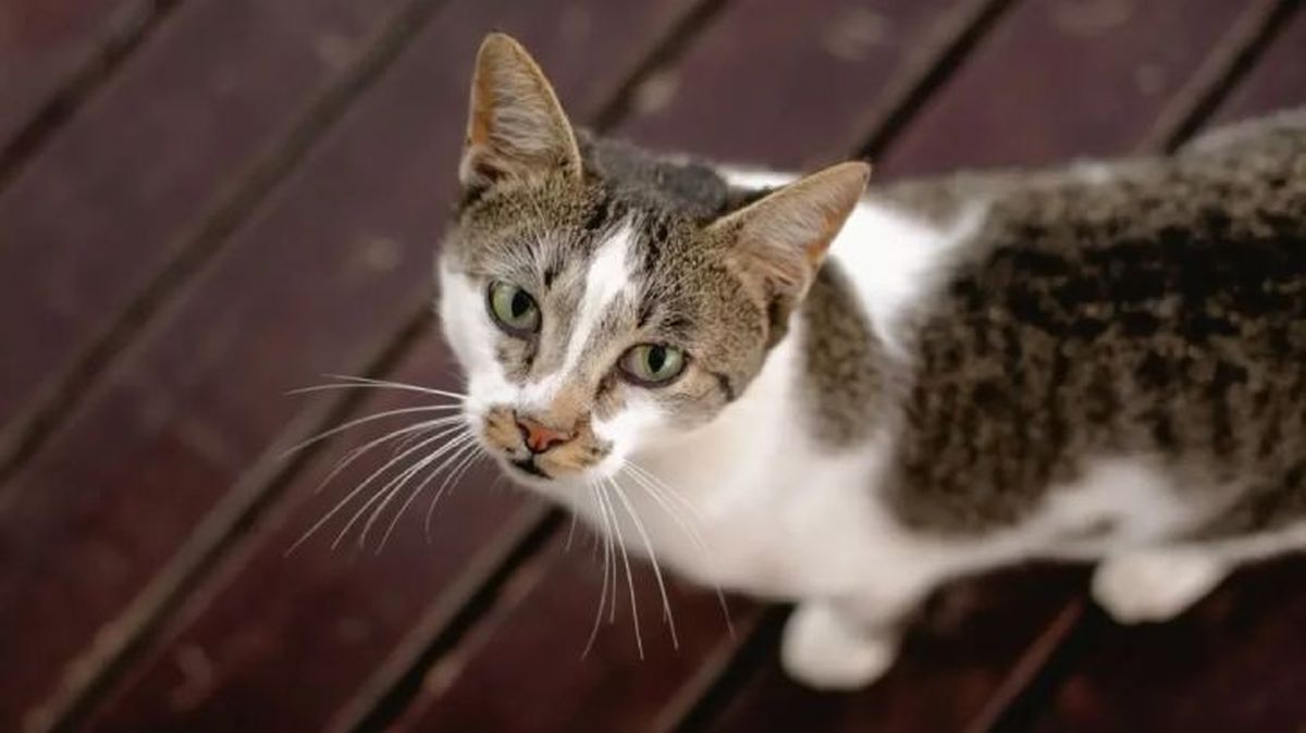 que pasa si le cortas los bigotes a un gato 3