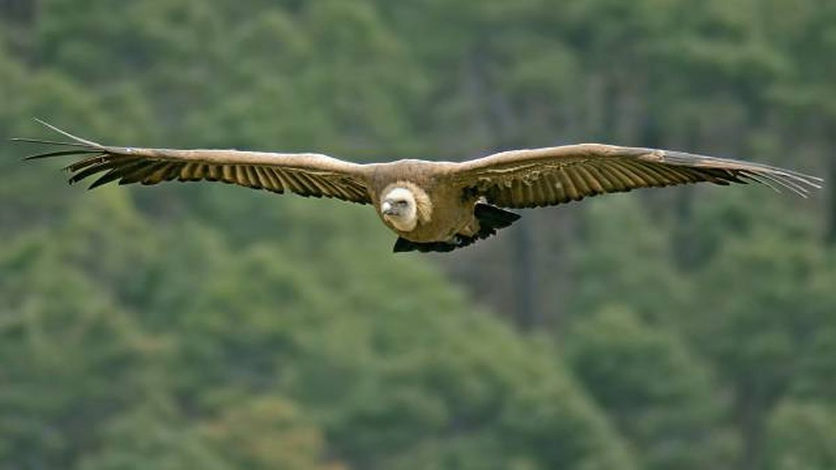 buitre leonado volando