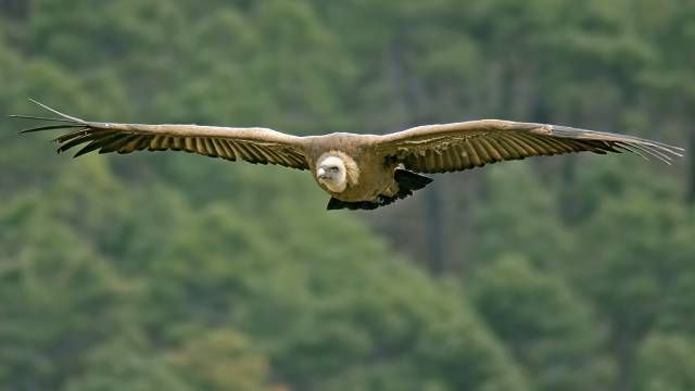 buitre leonado volando