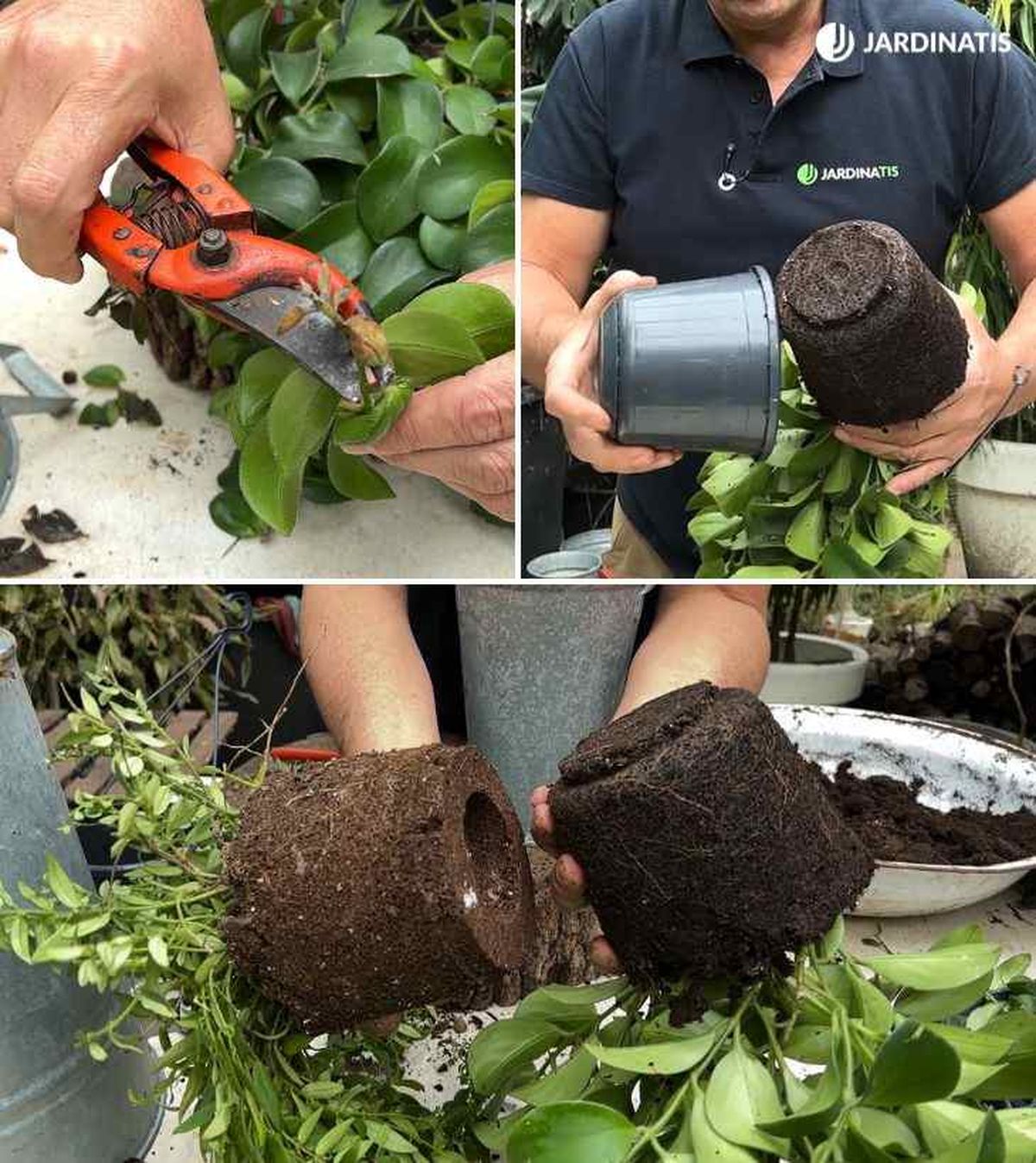 recuperar Aeschynanthus con exceso de humedad jardinatis 54