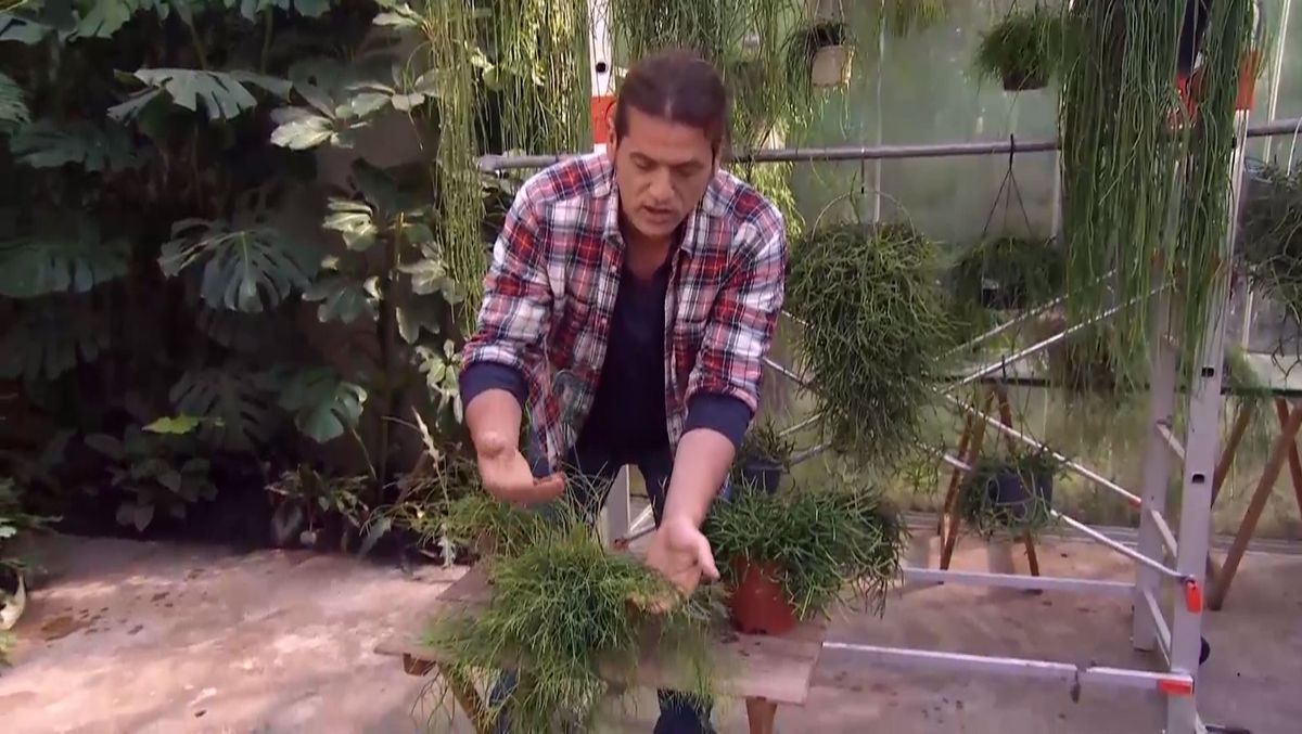 Rhipsalis cassutha, una variedad de tallos cilíndricos