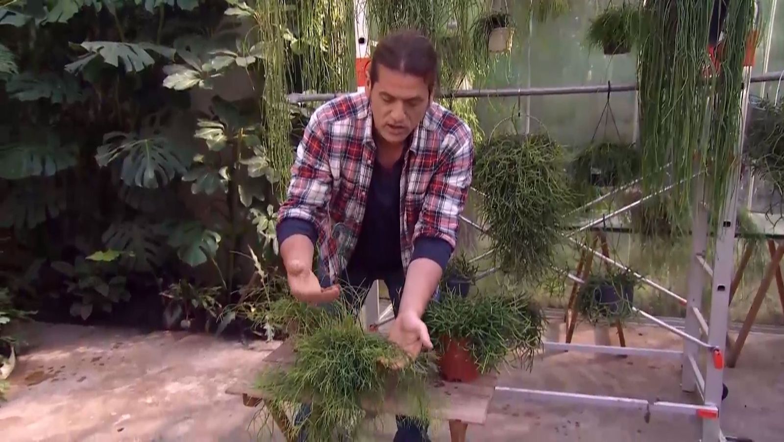 Rhipsalis cassutha, una variedad de tallos cilíndricos
