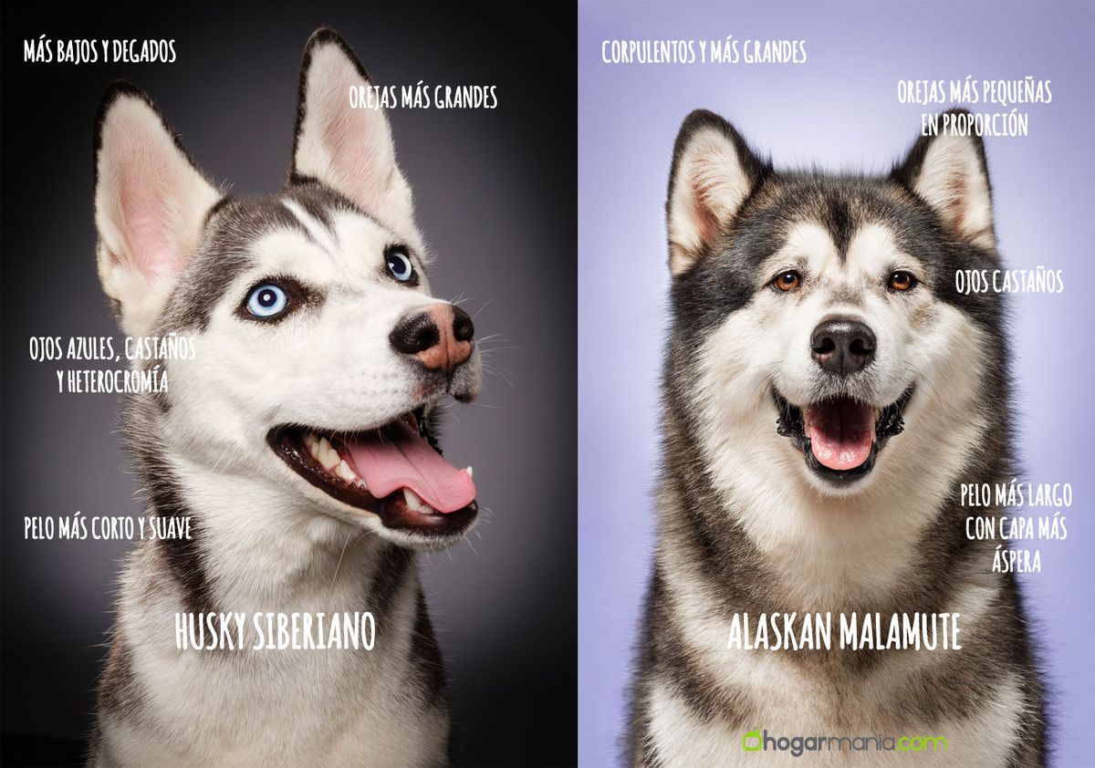 alaskan malamute diferencia con husky
