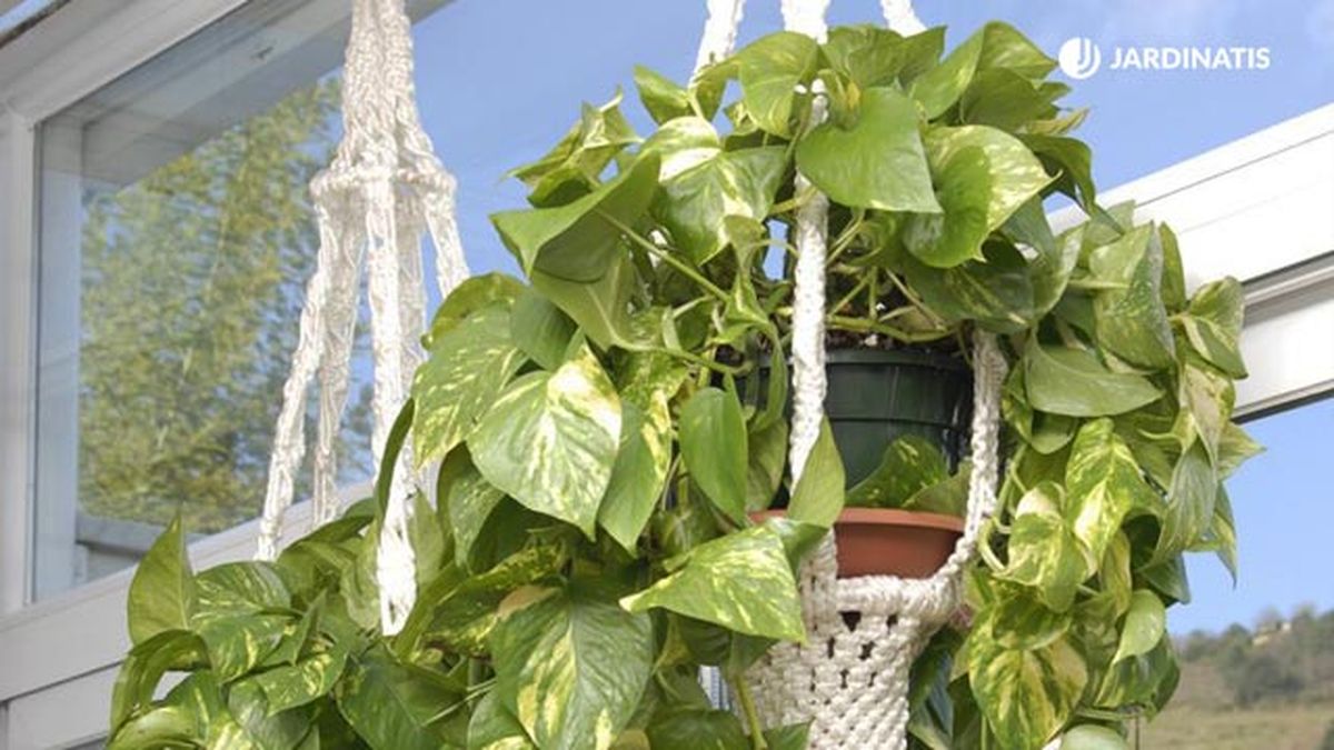 cada cuanto se riega y se abono poto