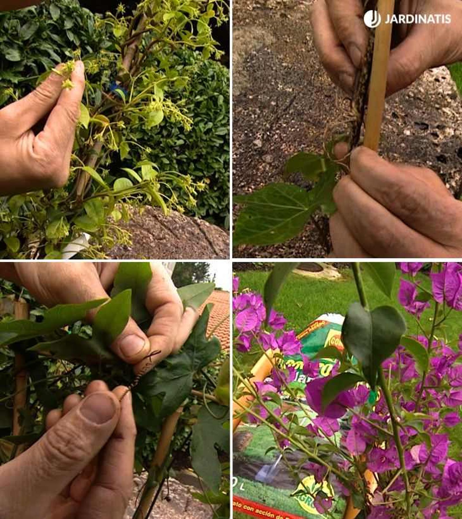 Distintos mecanismos que utilizan las plantas para trepar