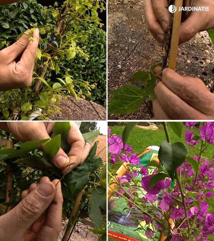 Distintos mecanismos que utilizan las plantas para trepar
