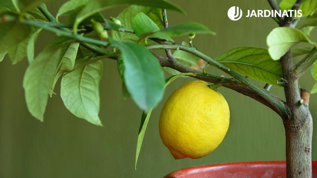 Plantar limonero en maceta para el balcón