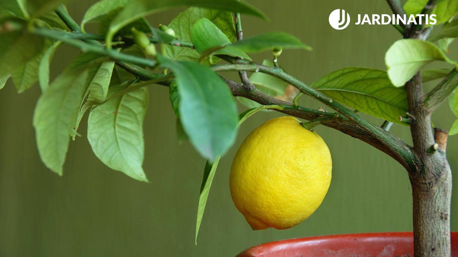 Plantar limonero en maceta para el balcón