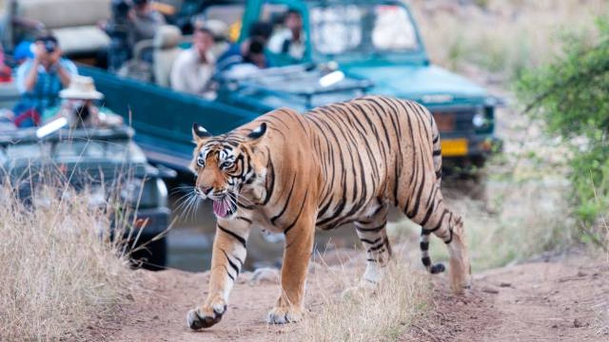 animales mas peligrosos mundo ser humano especies en peligro extincion