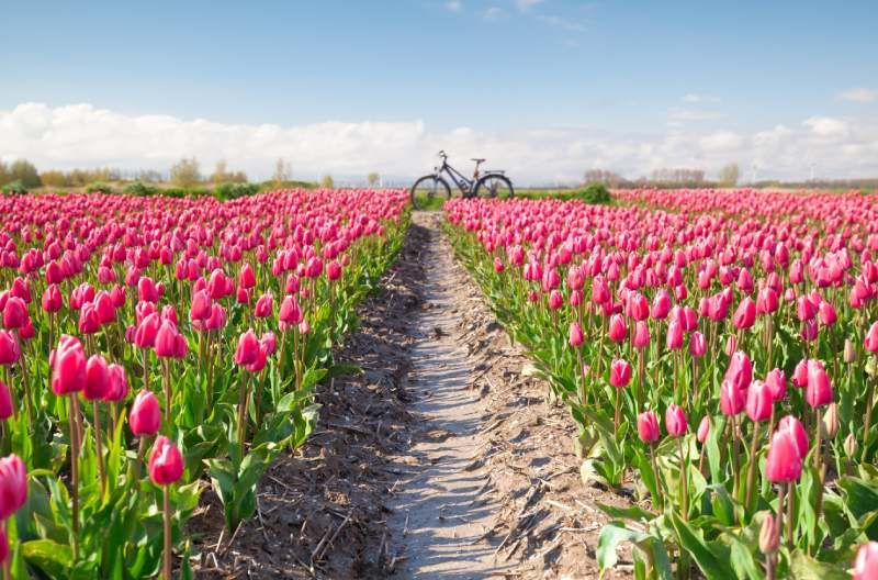 Caminar entre tulipanes es una experiencia única.
