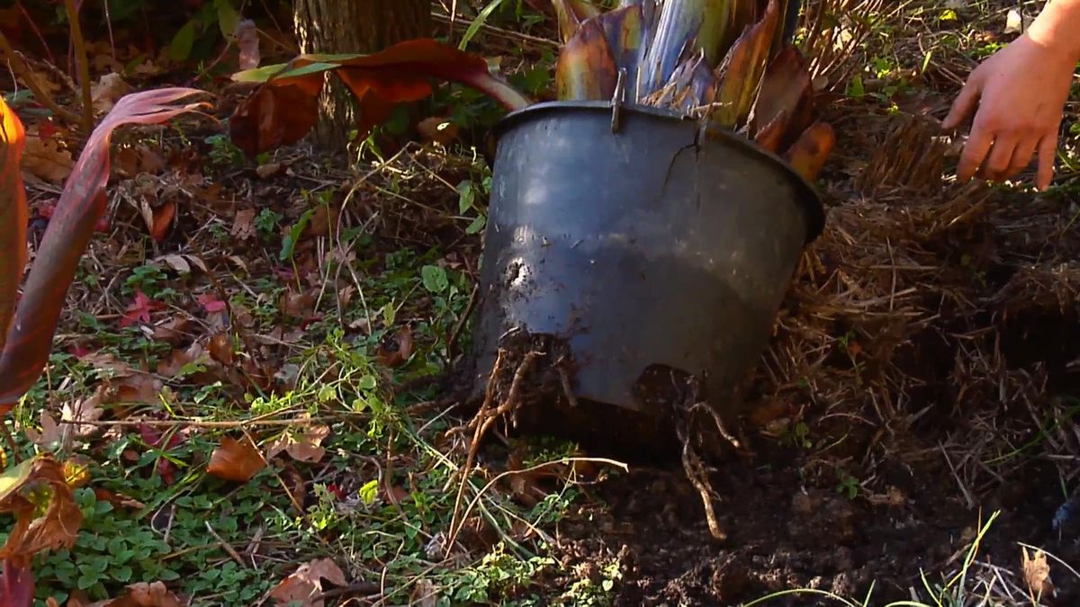 BRICO_JARDIN_857_Falso banano rojo raices