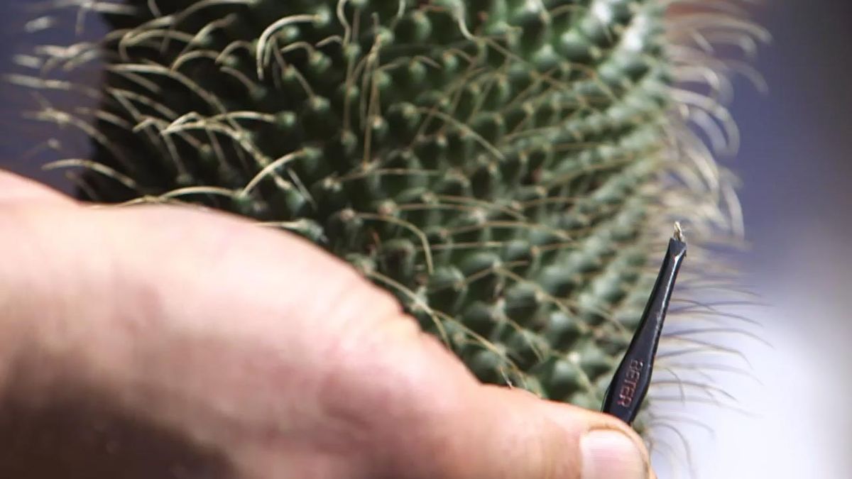 brico 1030 jardin cosecha semillas de cactus hendiduras