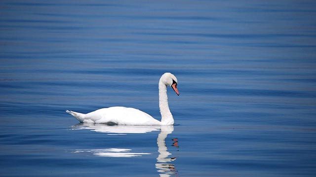 cisne