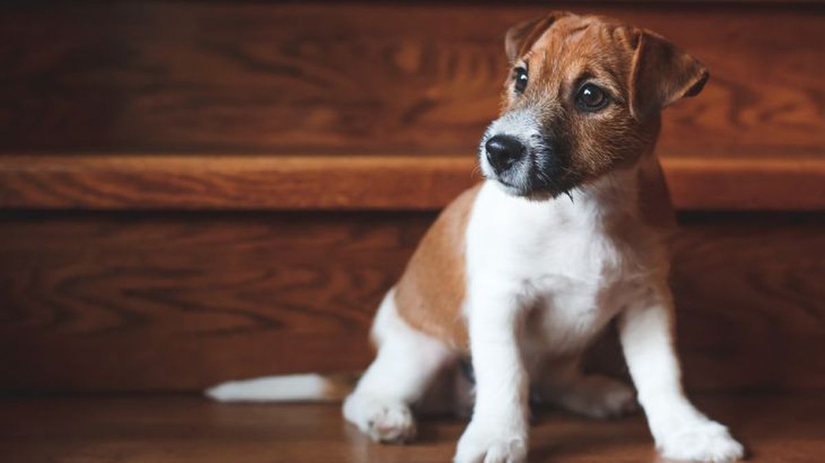 escaleras para perros 2