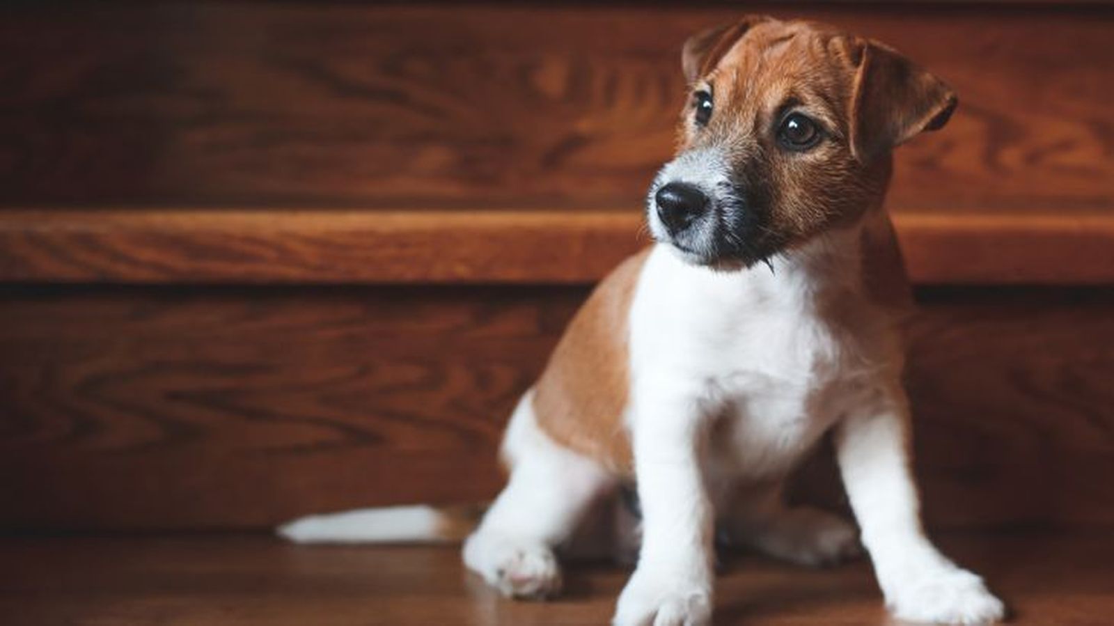 escaleras para perros 2