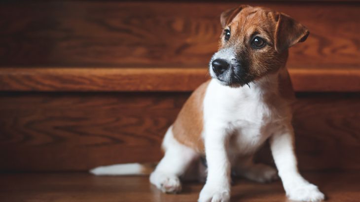 escaleras para perros 2