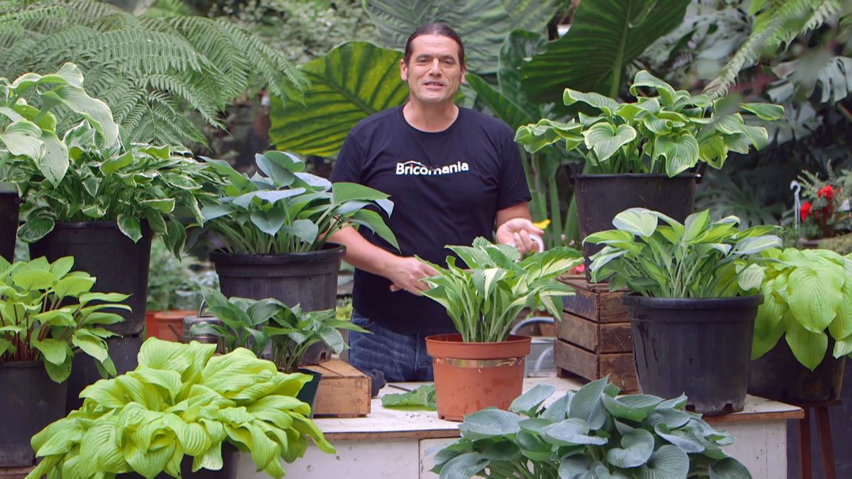 bBrico 953 3 cinta cobre plaga caracoles hostas detalle