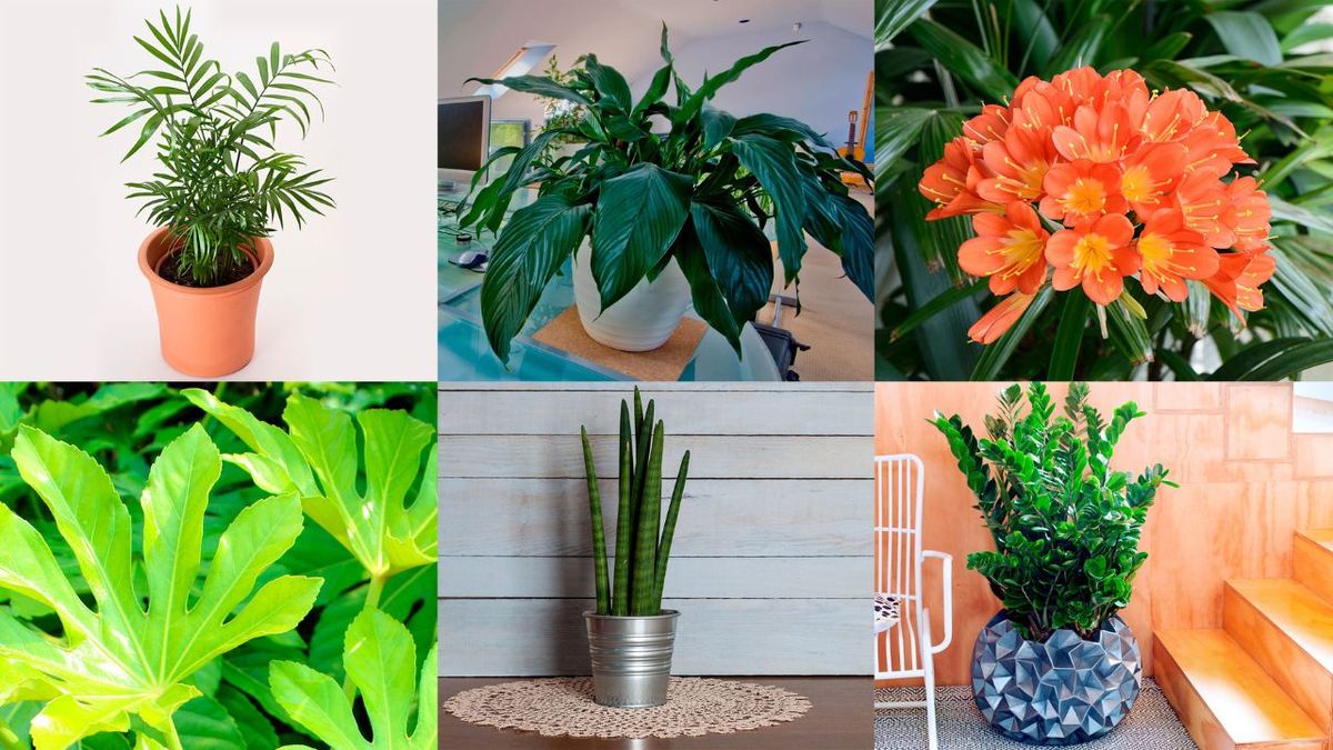 6 plantas resistentes faciles