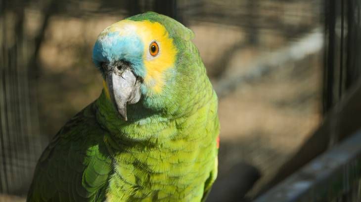 loro amazonas