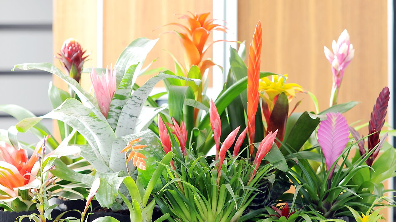 11_Bromelia.4
