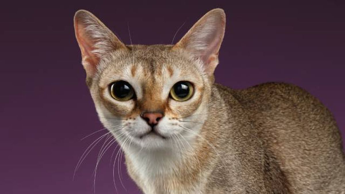gato singapura ojos saltones