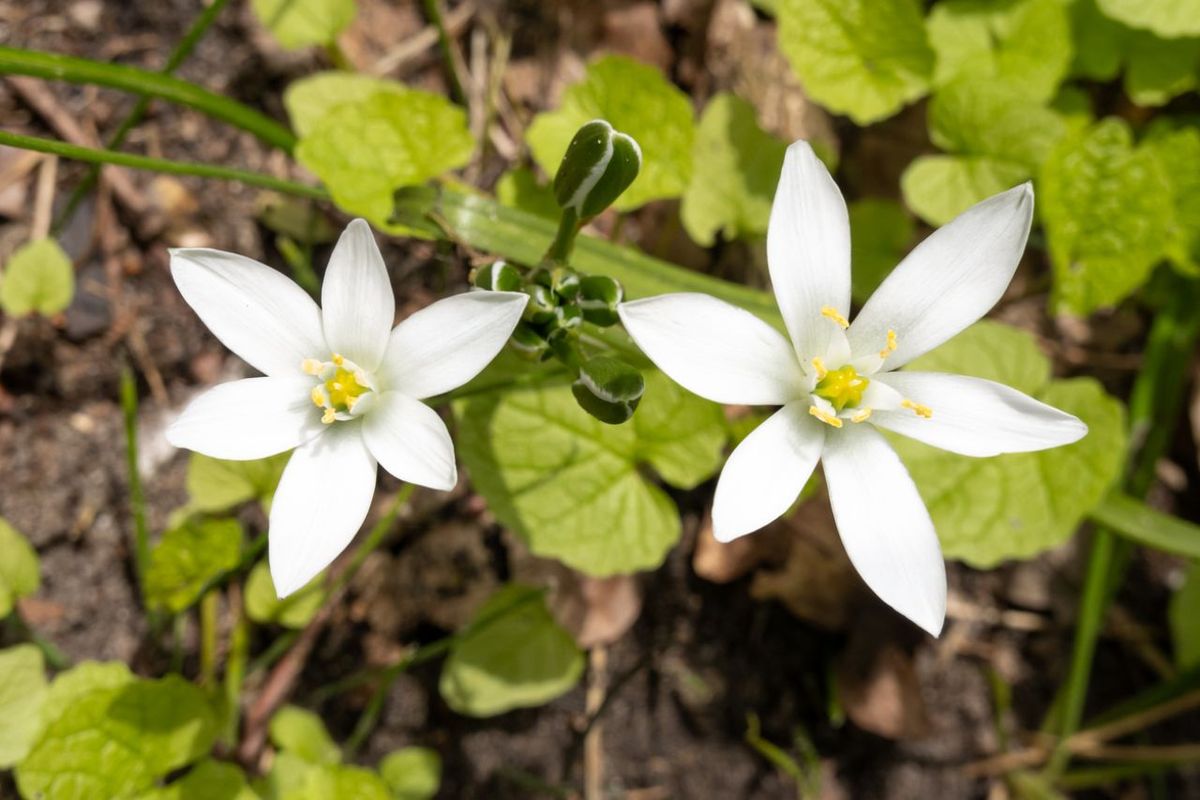 La Estrella de Belén (Ornithogalum umbellatum)