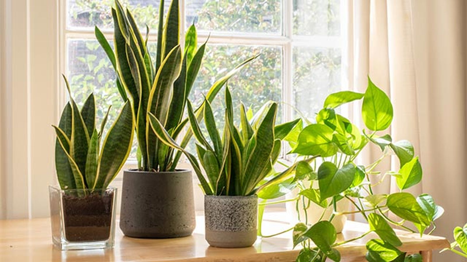 poto planta purificadora para el hogar