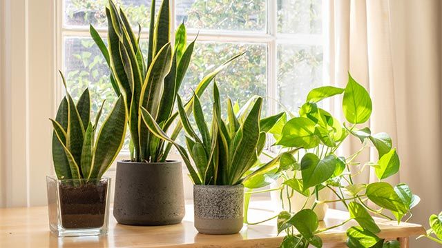 poto planta purificadora para el hogar