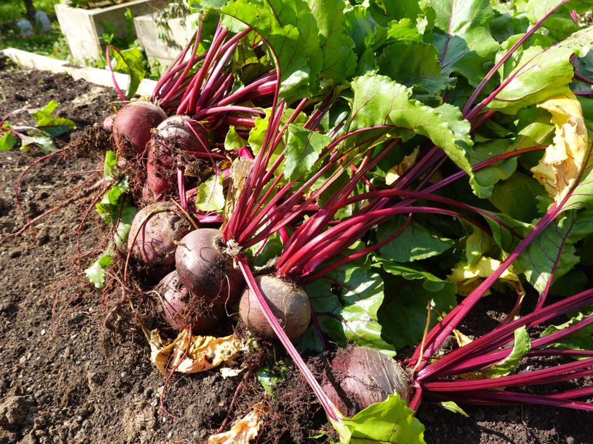 Remolacha.