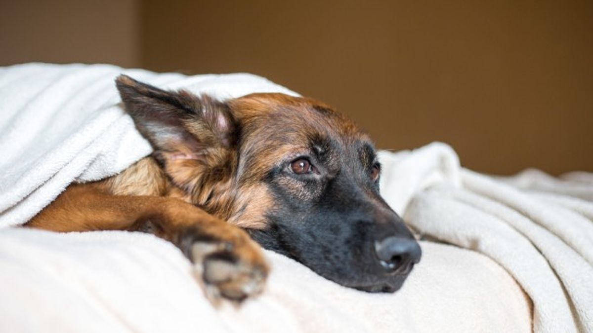 como cortar diarrea perros remedios caseros 9
