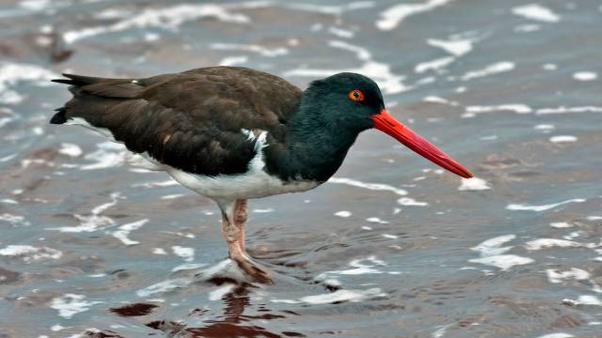 aves playeras especies ostrero americano