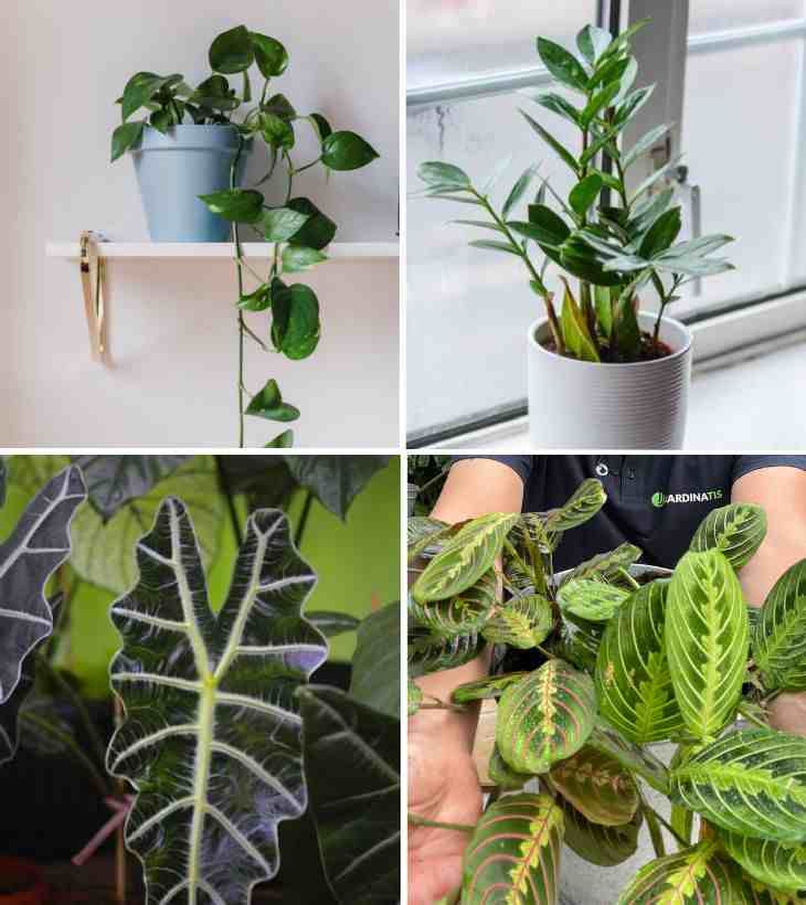 plantas aesthetic potos zammioculca alocasia polly maranta leuconeura