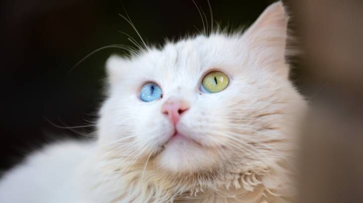 gato van turco comportamiento