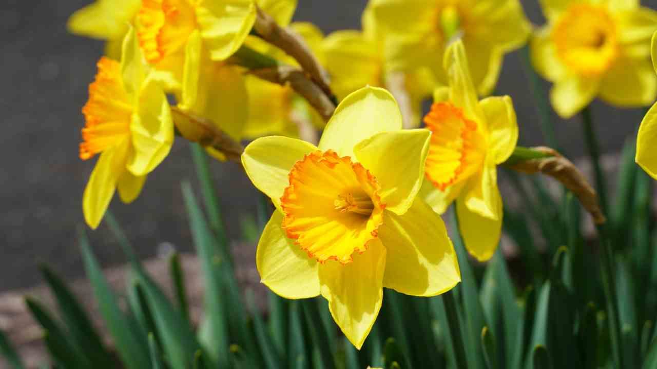 Narcissus.
