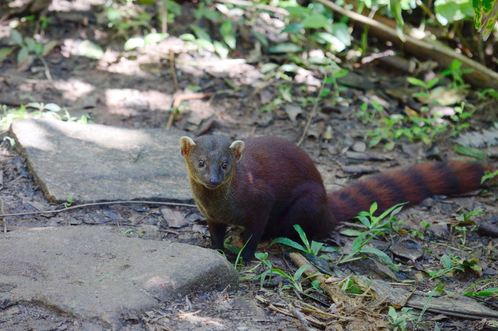 mangosta de cola anillada