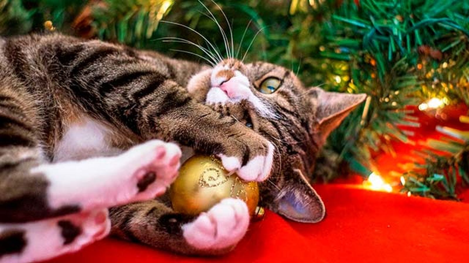 Existen dos motivos por los gatos atacan el árbol de Navidad: curiosidad y territorialidad.