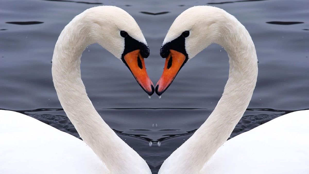 animales fieles a su pareja cisnes