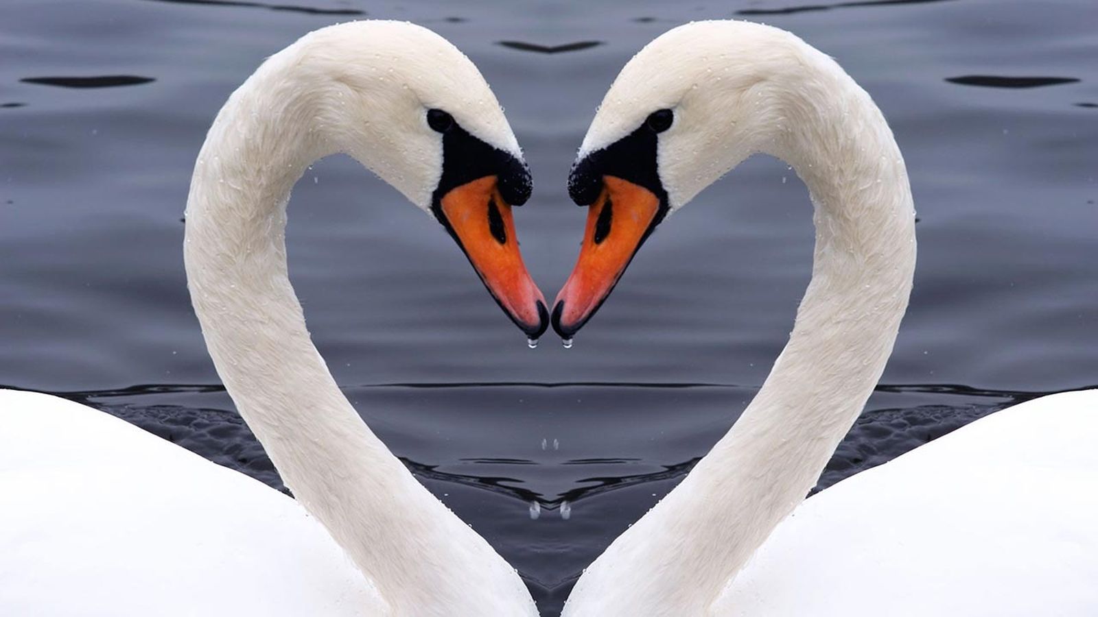 animales fieles a su pareja cisnes