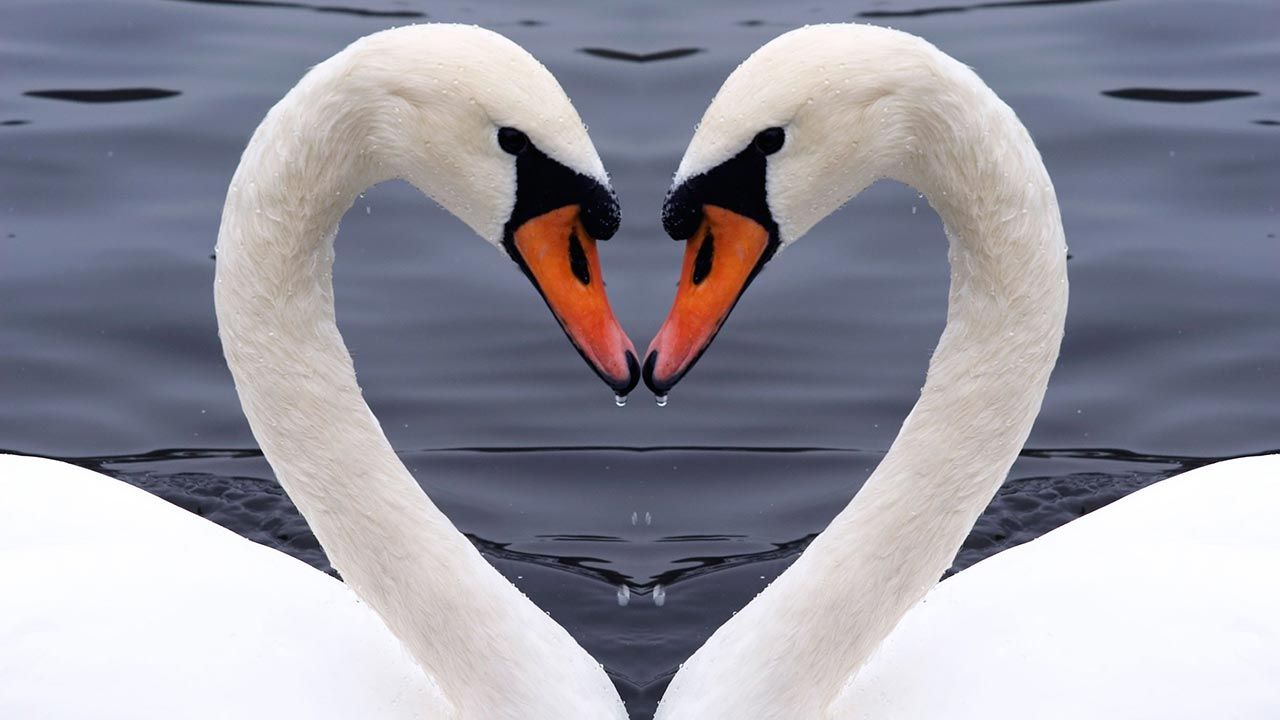 animales fieles a su pareja cisnes