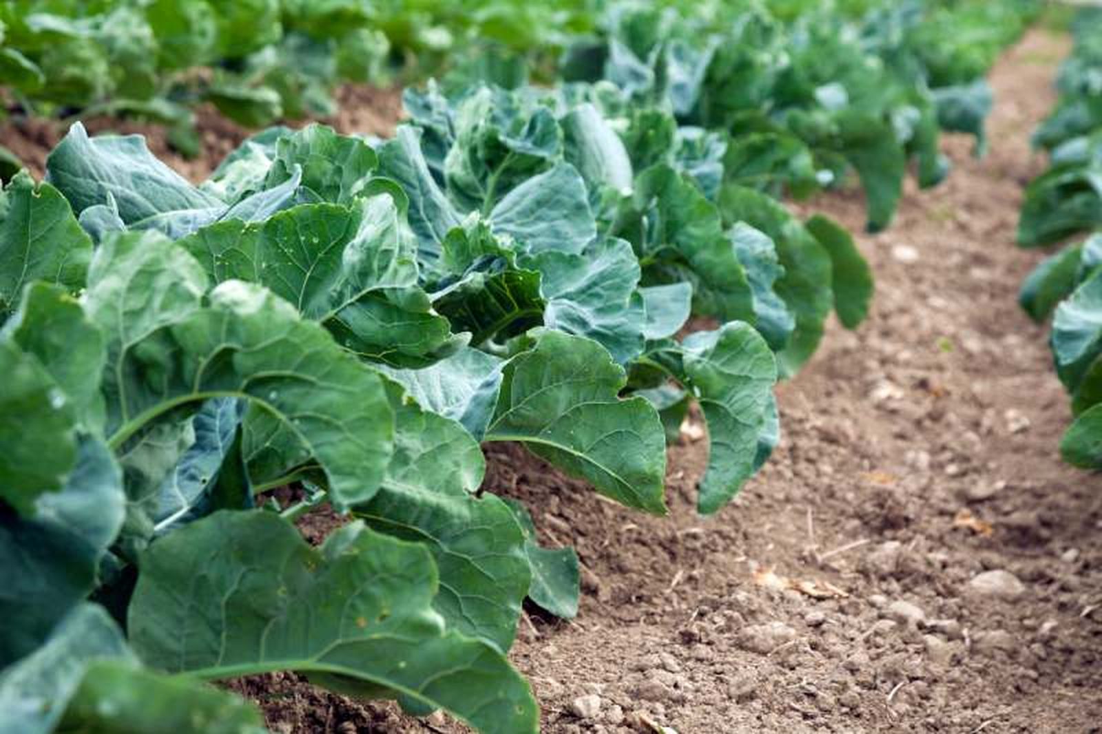 El cultivo de la acelga es ideal para clima templados