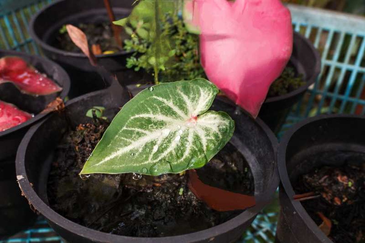 La reproducción del caladio se realiza mediante la división de sus tubérculos