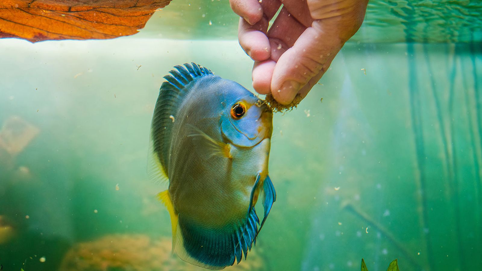 peces carnivoros
