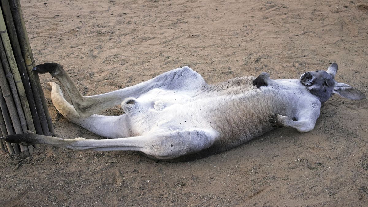 10 animales perezosos canguro