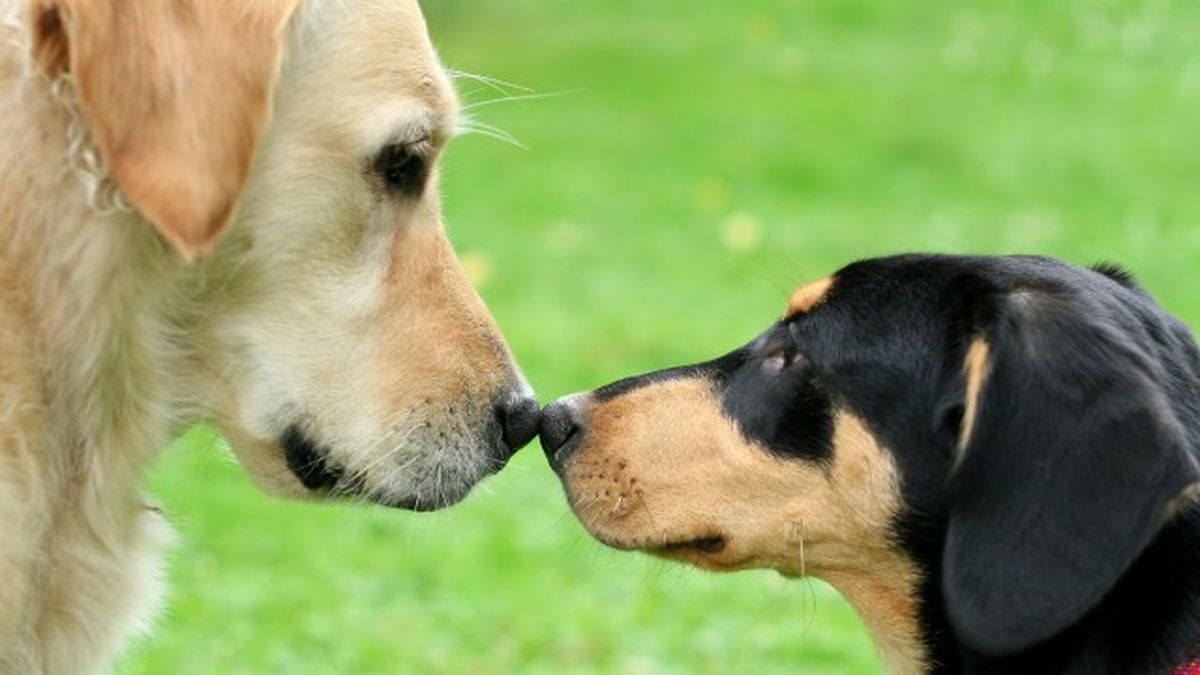 mi perro tiene la nariz seca 2