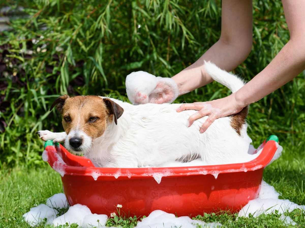 La higiene de nuestras mascotas es fundamental para que no haya olores raros en casa.