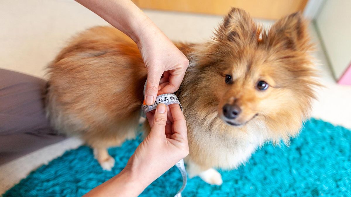 dieta light perros 3