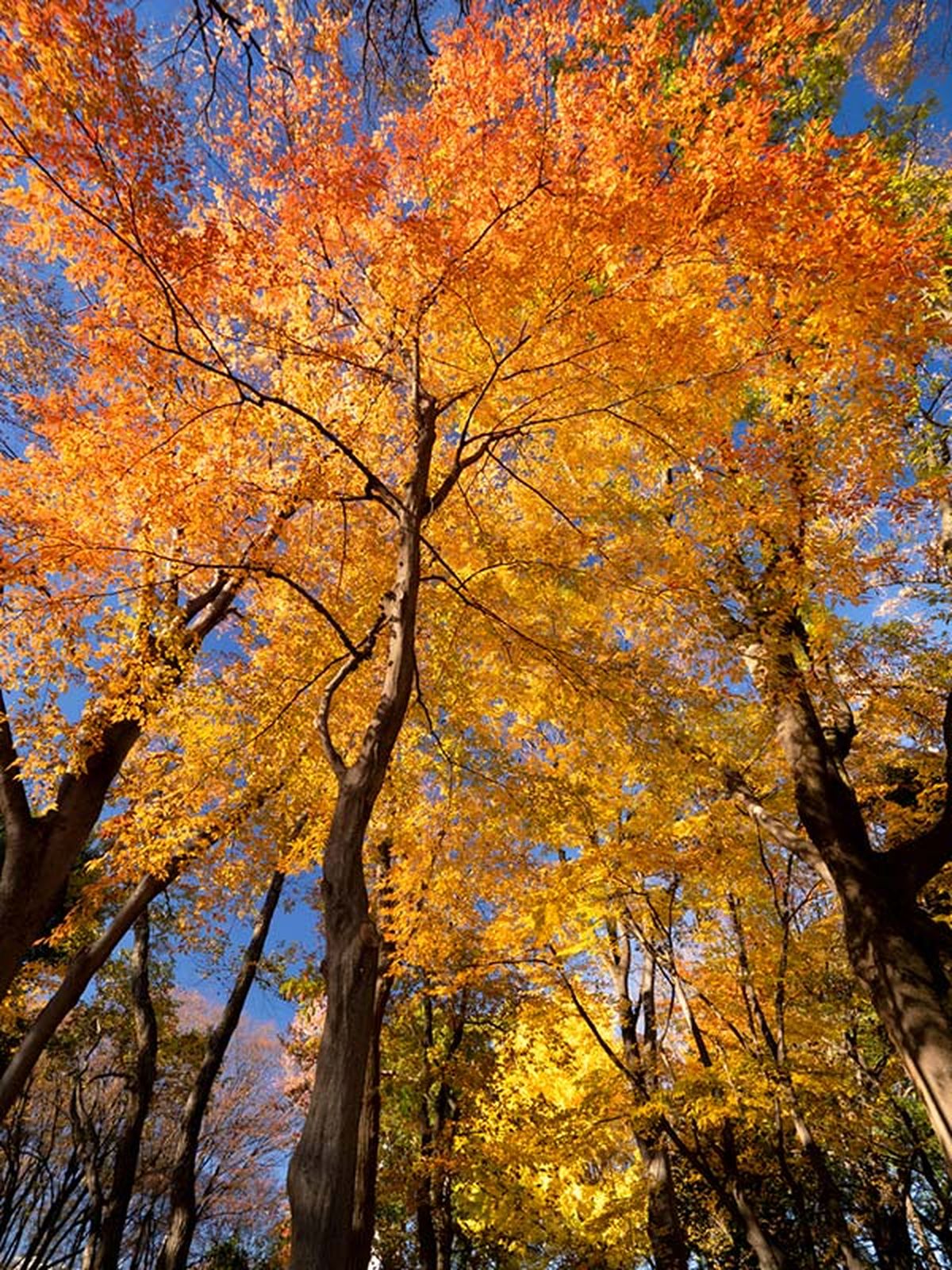 arbol de Zelkova otono