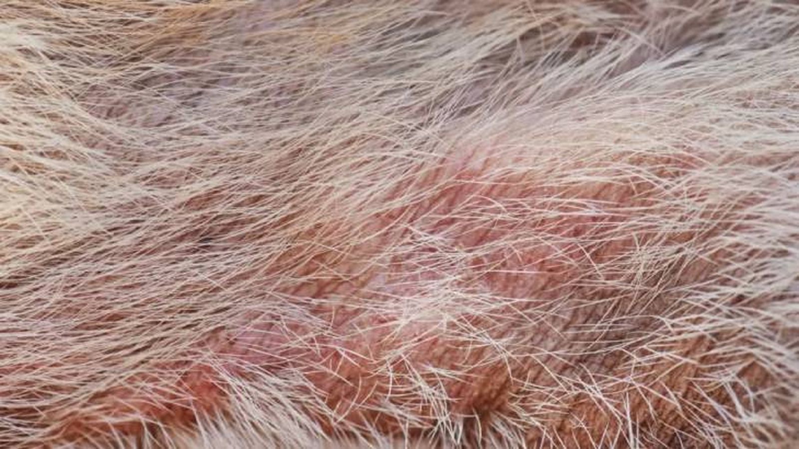 dermatitis en perros 8 (1)