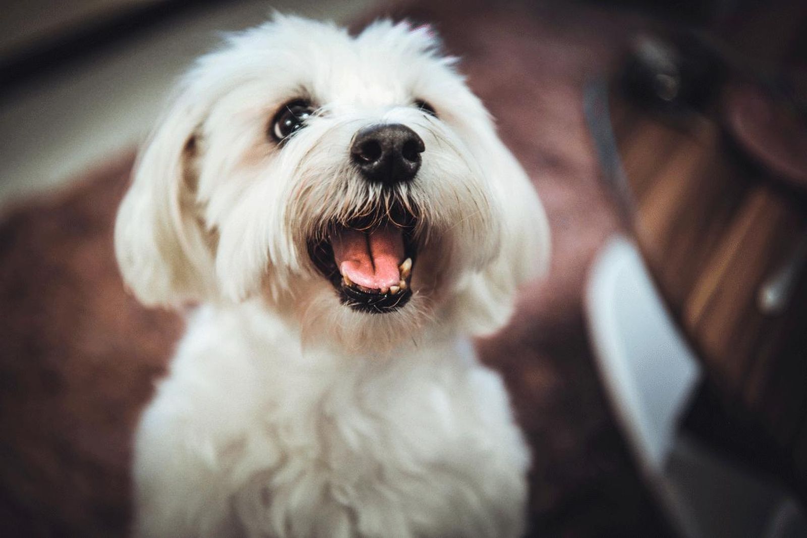 razas vivir piso bichon maltes